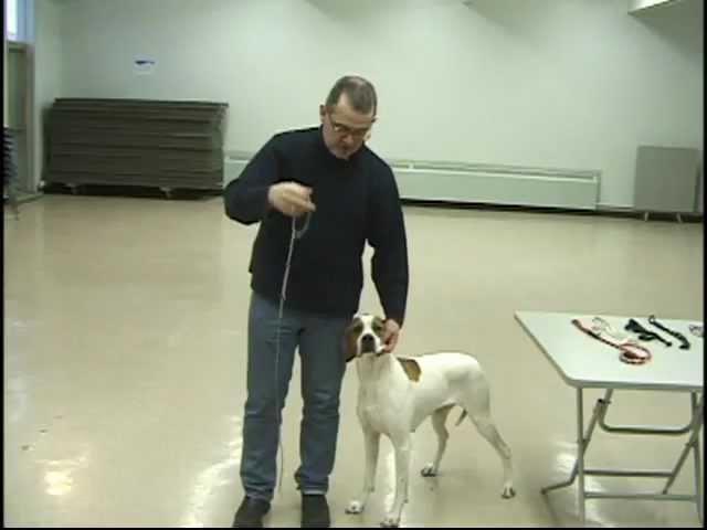 Dog Show Tips - Episode 3   The Lead