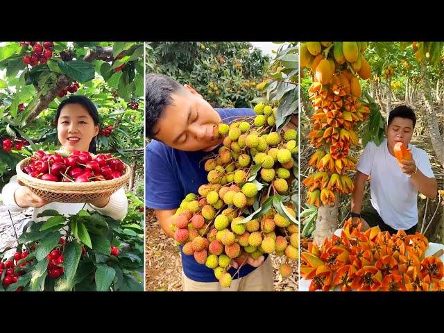 Awesome Cutting Fruit on The Tree | Amazing Fruits Cutting Skills