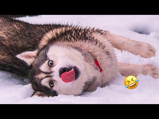 Normal dogs vs Huskies FUNNIEST Huskies | 10 Minutes Best Videos | Part 9