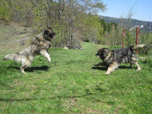 Illyrian Sheepdog Daily Routine on Kosova Highlands