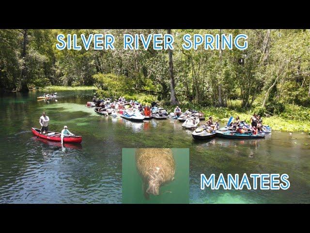 silver river springs ride: manatees up close!