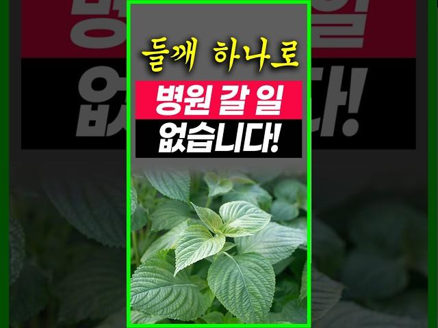 오메가3가 연어의 200배 들어있어요 들깨를 매일 이렇게 먹었더니 혈관이 살아나고 당뇨에 직빵입니다.면역력 높이는 들깨 들기름 건강한 노년 암 치매 예방들깨 먹는법과 주의할 점