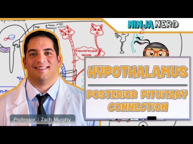 Endocrinology | Hypothalamus: Posterior Pituitary Connection