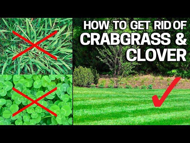 How to Get Rid of Crabgrass & Clover in the Lawn - Weed Control Like a Pro