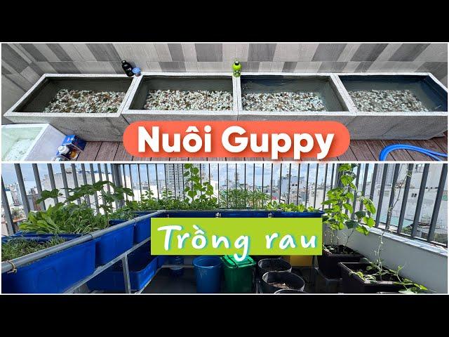 Thăm nhà mới anh Mạnh Bến Tre, thả cá 7 màu (guppy), bất ngờ với vườn rau Aquaponic trên sân thượng