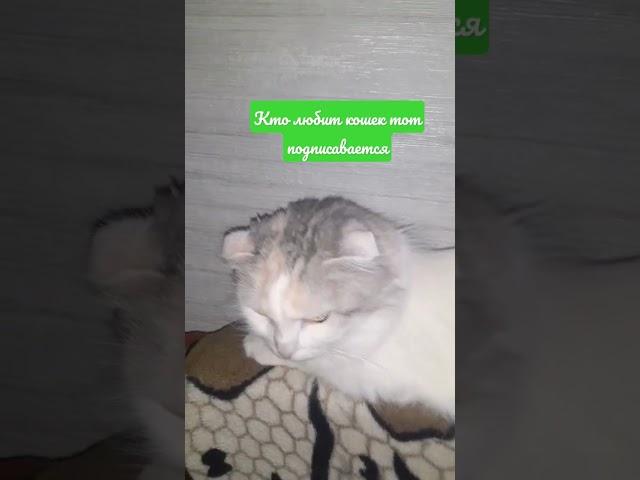 Кошка На Диване#Short#Матвей Game#Кошка