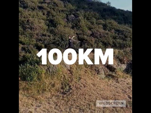 Walk for Wildscreen