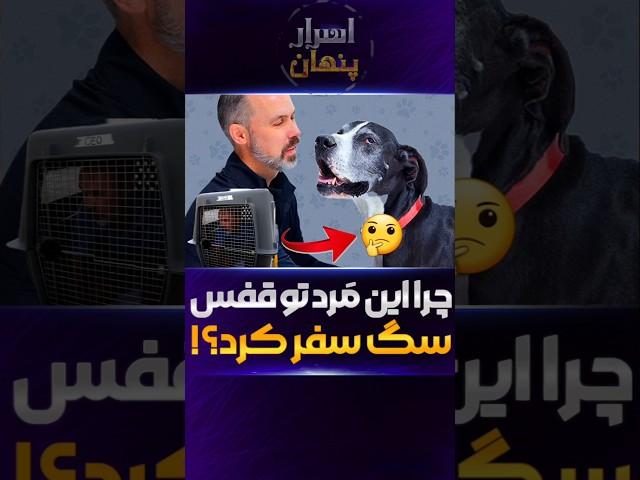 پرواز لاکچری سگ‌ها: تجربه‌ای متفاوت در ایرلاین حیوانات خانگی! #لاکچری #facts #دانستنی