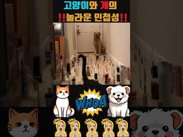 고양이와 개 놀라운 민첩성... 다 피해가네ㄷㄷ