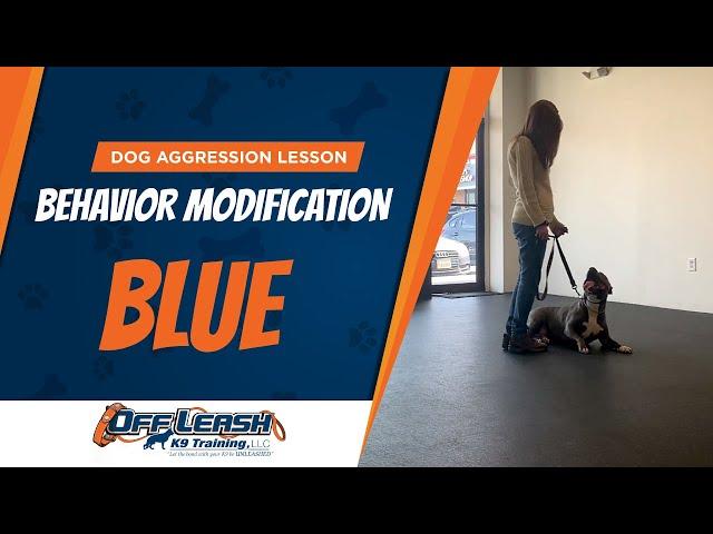 Dog Aggression Training | Off Leash K9 Training | Dog Aggression Lesson Program