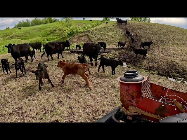 Day In The Life Of A South Dakota Cattle Rancher!