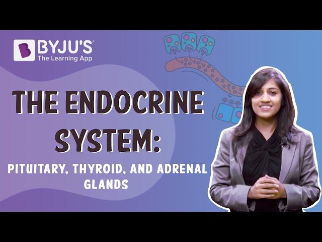 The Endocrine System - Pituitary, Thyroid, And Adrenal Glands | Class 10 | Learn With BYJU'S