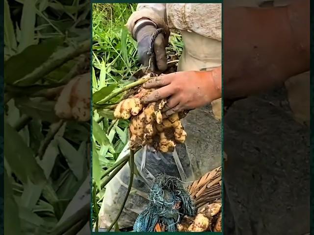 It's time to harvest young red ginger! Autumn is the season of harvest, and I cut baskets of young