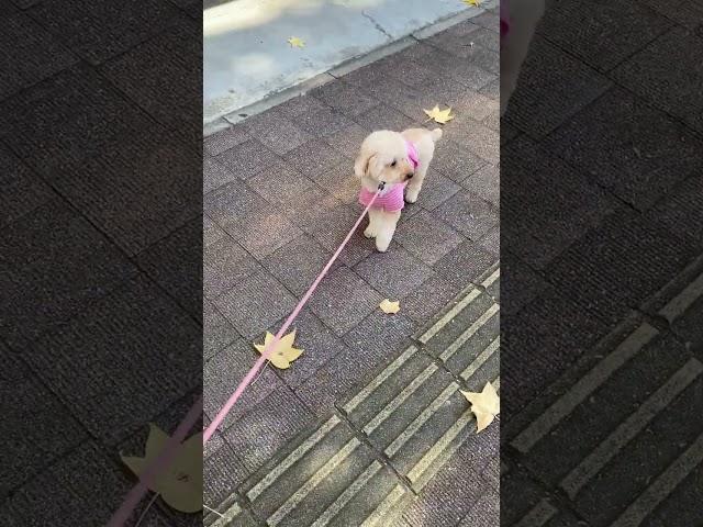 散歩/Dog walk - Toy poodle #shorts