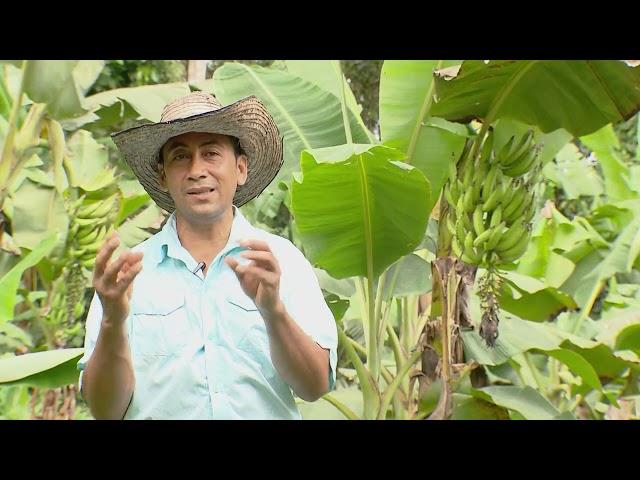 Plátano, principal cultivo del Putumayo  - La Finca de Hoy