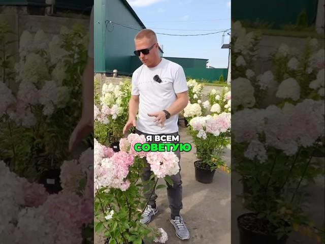 Не Покупайте Саженцы Пока Не Проверите Это!