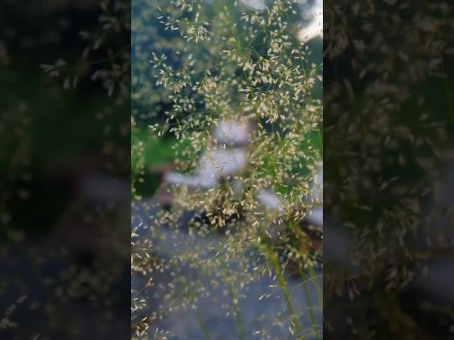 Школа ландшафтного дизайна ВИД. Станьте профессиональным ЛД с высоким спросом! #ландшафтизайн #сад