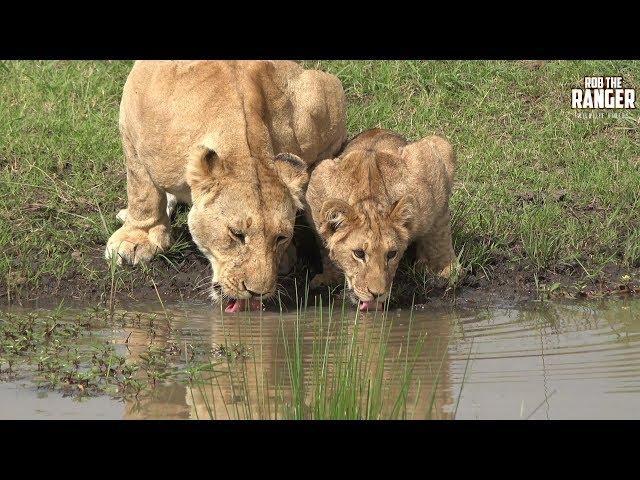 Topi Plains Pride | Lions Of The Maasai Mara | Zebra Plains