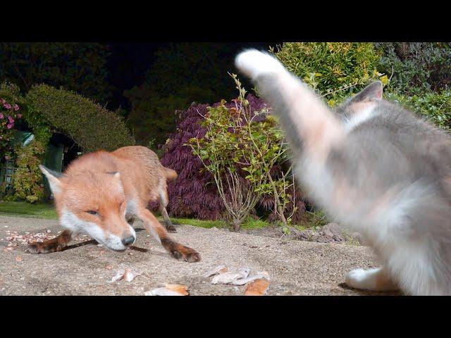 Urban Fox & Cat Encounters 2 - UHD 4K