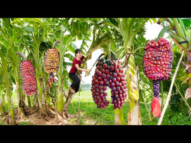 Harvest Royal Banana Goes to market sell | Type of banana offered to kings in ancient times