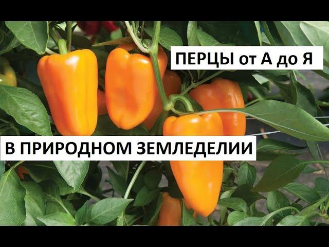 Перцы от А до Я в природном земледелии.