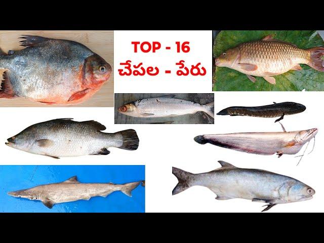 చేపల పేర్లు | టాప్ 16 చేపల పేర్లు | రుచిగల చేపల పేర్లు తెలుగులో | top fish names in telugu .