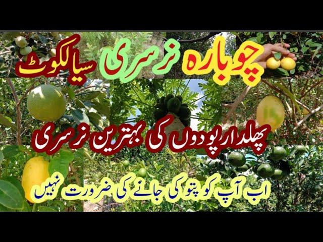 Chowbara nursery sialkot|pattoki nursery farm|How to grow garden in Pakistan