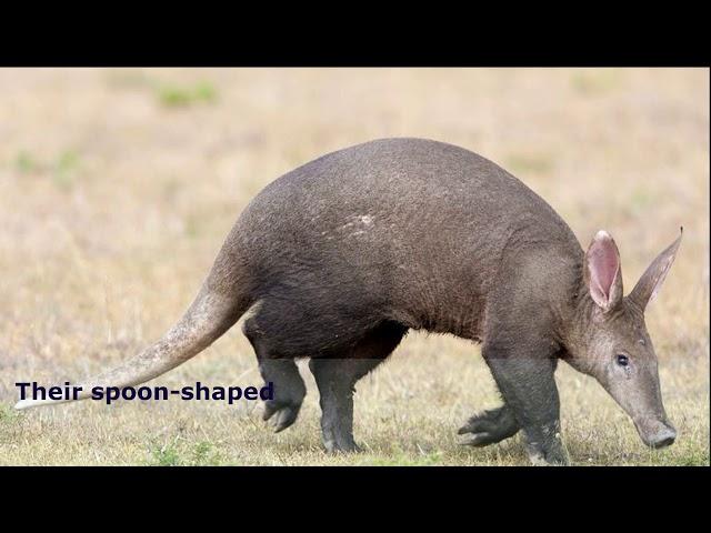 Aardvarks | aardvark facts