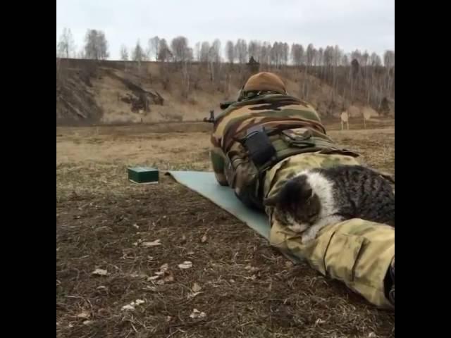 Tactical Cat