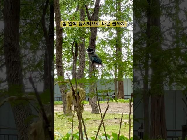 버텨 버텨 #물까치 #숑숑이라이프 #birds #nature #wildlife