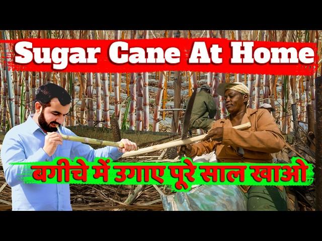 घर पर गन्ना रोजाना खाओ | Sugarcane farming | Sugarcane juice | ganne ki kheti | Home garden farming