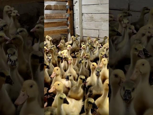 Можно ли содержать УТОК и ГУСЕЙ вместе...отвечаю