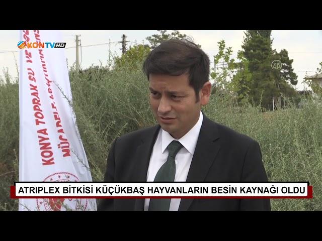 ATRIPLEX BİTKİSİ KÜÇÜKBAŞ HAYVANLARIN BESİN KAYNAĞI OLDU