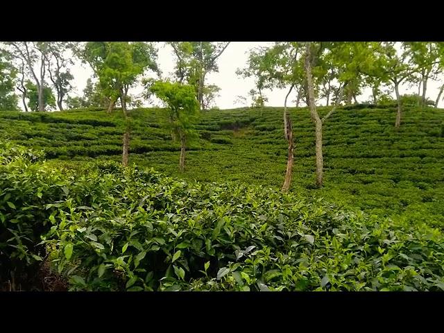 Srimongal tea garden, Moulvibazar, 