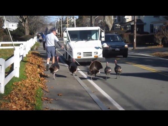 This Mailman Gets Attacked by Turkeys Every Day on the Job