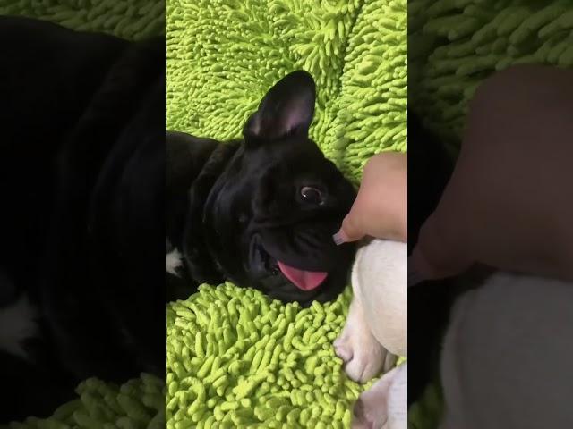 The funniest pet video of the year！#cat #dog #pets #funny #ViralMusic #trending
