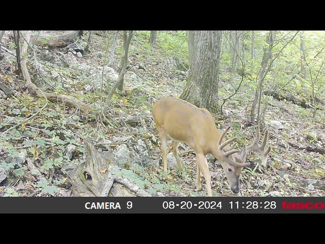 Summer Trail Camera Strategies for Public Land Bucks