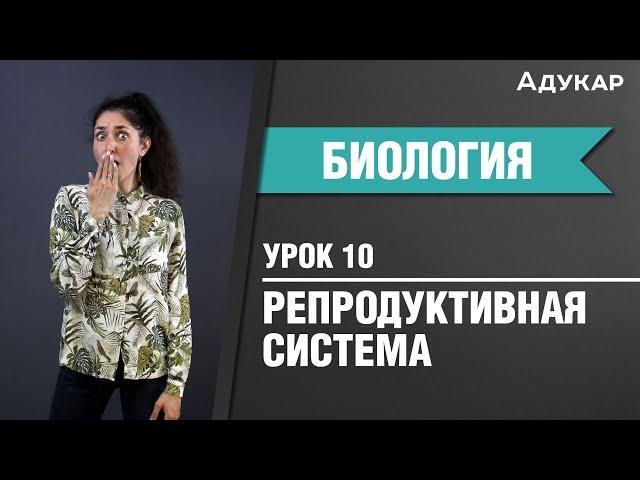 Репродуктивная система человека| Биология ЦТ, ЕГЭ