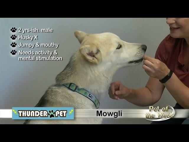 Pet of the Week: Mowgli