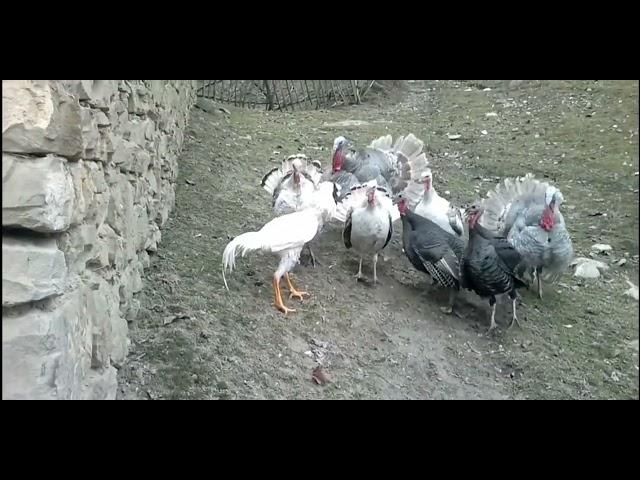 Дакан хуроз бн Куркалар жанги(Dakanga qarshi Kurkalar