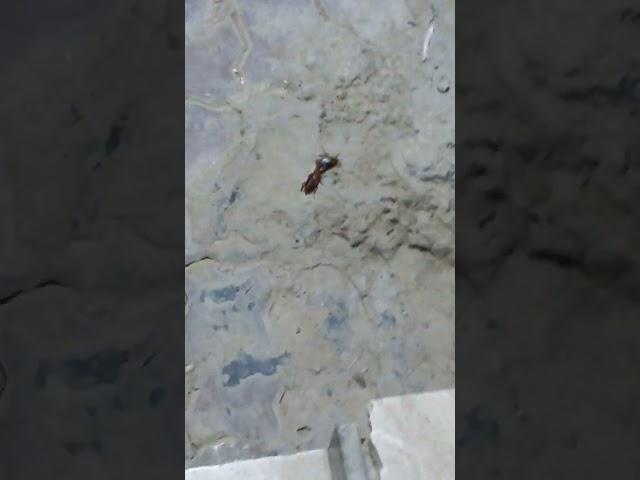 Cockroaches Ka Bhi dil Hota Yar || Ese Zulm Ni kro #cockroach #cockroaches #funnyshorts