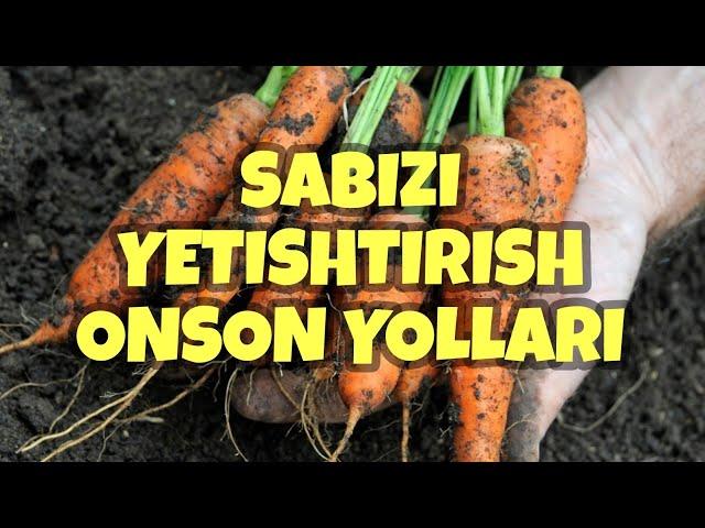 #sabzi SABZI YETISHTIRISH ALBATTA KO'RING #agro #issiqxona #dehqonchilik