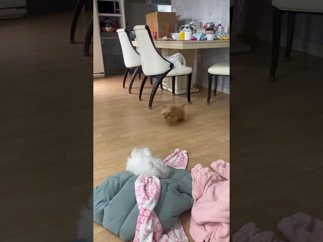알콩이의 하루 루틴: 식탁 라운딩 #강아지브이로그 #강아지유튜브 #강아지일상 #타이니푸들 #말티즈
