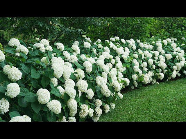 Tips for Creating Your Own Incrediball® Hydrangea Hedge