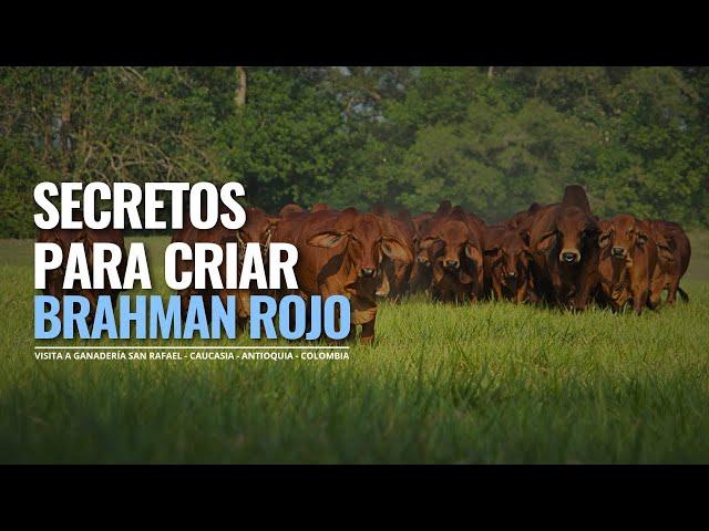 CRIANZA DE GANADO BRAHMAN ROJO EN COLOMBIA