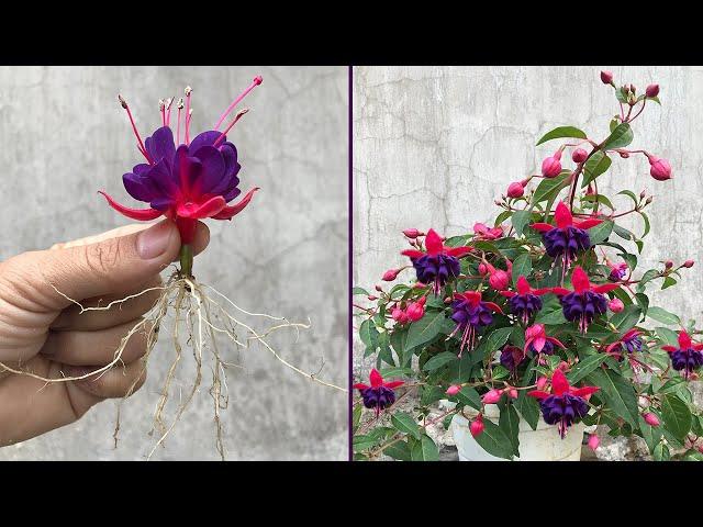 Tips for breeding Fuchsia from flower buds