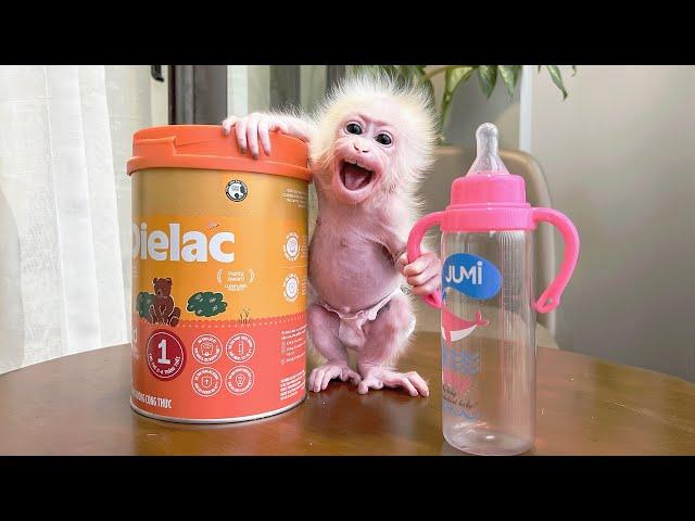 Monkey Baby Molly is excited when Dad bought her a bigger bottle