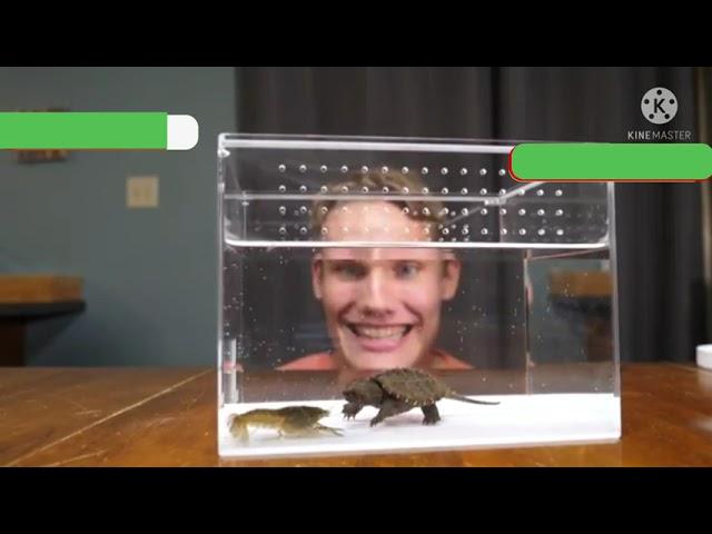 just joshing clips:crayfish vs snapping turtle health bars :music and original video in description