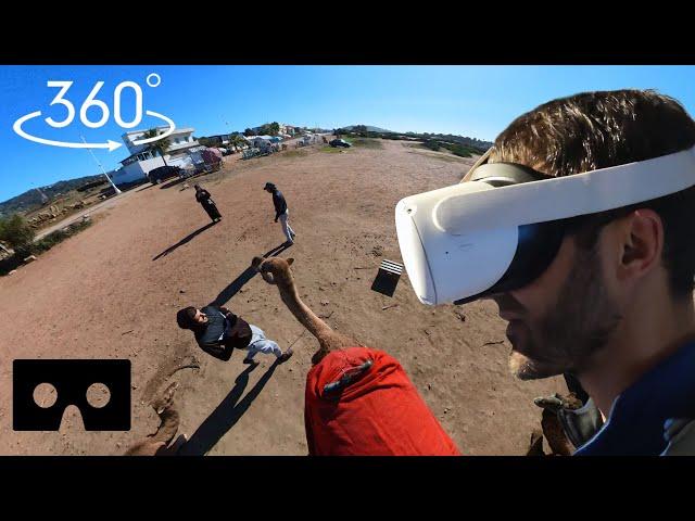 VR 360 : Tour en chameau