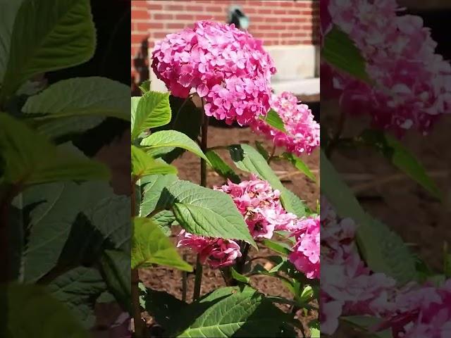 Our #LewisU Romeoville campus is in full bloom this summer!